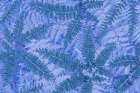 USA, Washington State, Seabeck. Composite of maidenhair and bracken fern pattern. Botanical Print